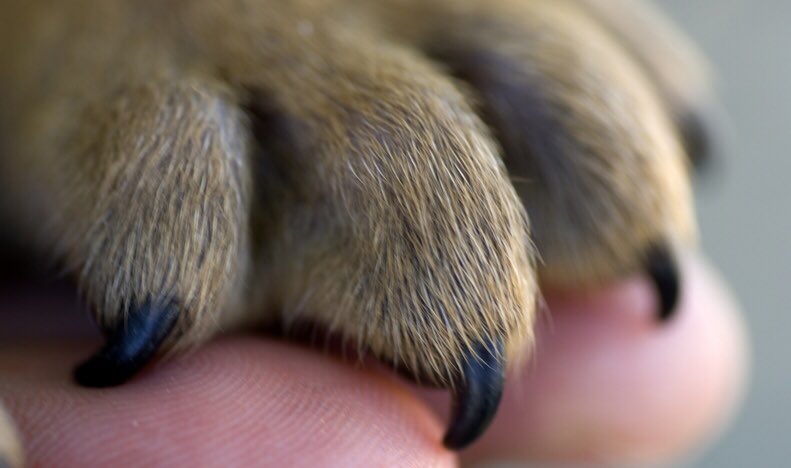 Today is #GivingTuesday2017 if you wish to help animals in need... check out our favorite organization <a href="/DeltaRescue/">Leo Grillo</a> 🐎🐕🐈🐐🐄🐖