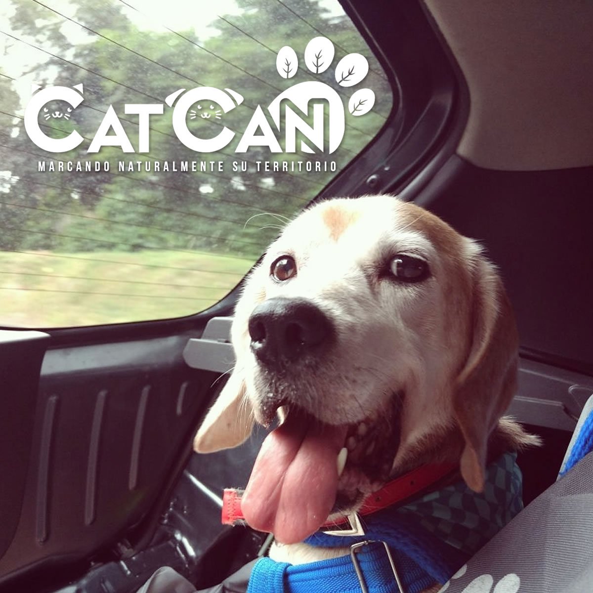 cat_cancol's tweet photo. 🐶  ¡El amigo peludo que siempre te acompaña! #Mascotas #CatCanCol #Animalitos #PerrosyGatos  
https://t.co/cDZKsipNHb https://t.co/BOXoQ2mlW6
