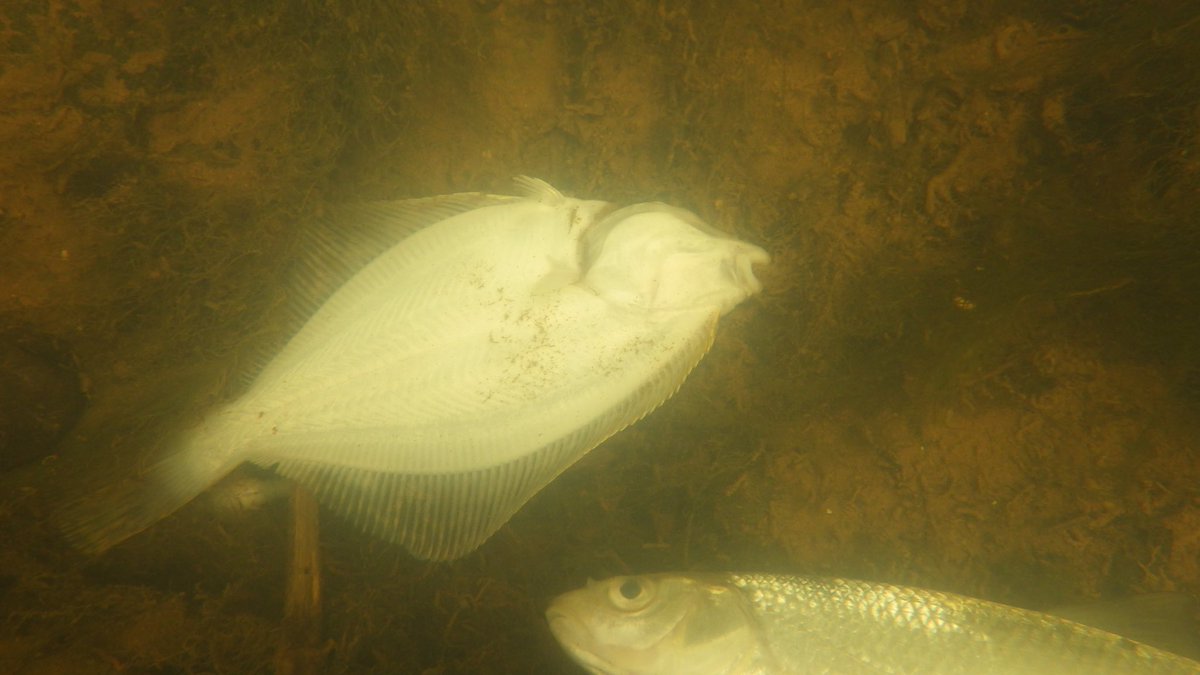 DaveThroup's tweet photo. Couple prosecuted for causing most serious local pollution for many years. Over 15,000 fish died in the River Leadon as a result of failings in managing highly toxic digestate on their farm.

https://t.co/j1AWwknfPO https://t.co/SmbhMCvzZn