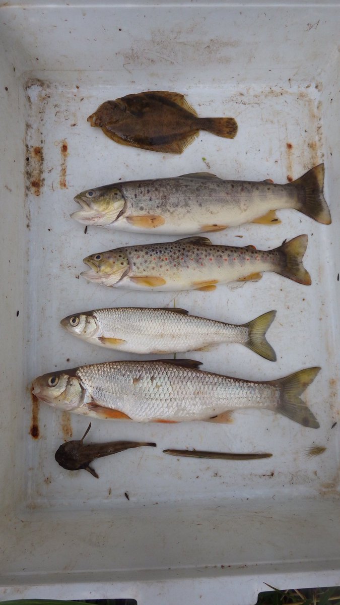 DaveThroup's tweet photo. Couple prosecuted for causing most serious local pollution for many years. Over 15,000 fish died in the River Leadon as a result of failings in managing highly toxic digestate on their farm.

https://t.co/j1AWwknfPO https://t.co/SmbhMCvzZn