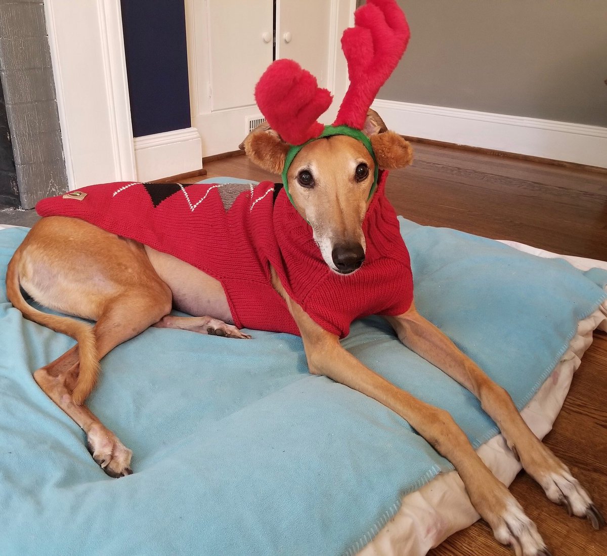SAT - Greyhound Adoption Event &amp; FUNdraiser at the Cidery 1-4pm! Donating $1 per pint to Project Racing Home to help support the awesome work they are doing: getagrey.com