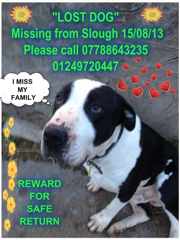 Poor DOZER &amp; his poor owners he's been gone since 15/8/13 #GeorgeGreen #Langley nr #Slough 

They have offered a #Reward for his return 
DO U KNOW ANYONE WHO COULD HAVE THIS DOG? It could be your neighbour 🤔 PLS CHECK! These owners need to know he's ok 😓
They #neverforget 🐾
