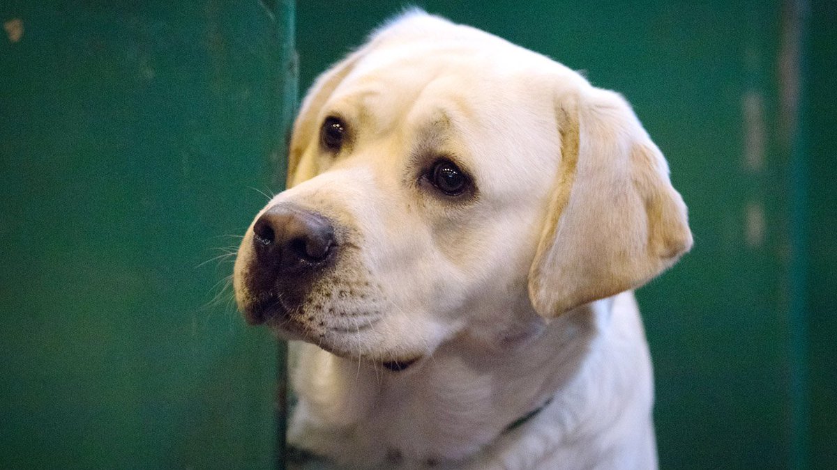 FDA warns dog owners of 'bone treats' following illness, dozens of deaths bit.ly/2zLJDBN?utm_so… https://t.co/VCER1s5wKl