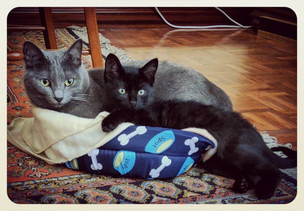 grizhou's tweet photo. "If you can't beat your enemy… join her" 😺🏳️😼 #Grizhou signing peace with @Vagheera. 🐈 #cat #catpic #russianblue #russianbluecat. #catsofig #catsofinstagram. #gata #gato, #rusoazul #azulruso. #kitten, #blackkitten, #blackcat, https://t.co/bwJDxKaQbi https://t.co/HxGewa0Dmi