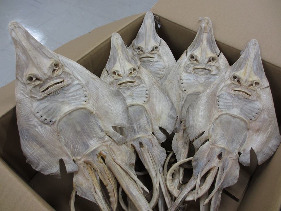 mungnyangii's tweet image. 그래. 마른가오리의 강함을 좋아한다