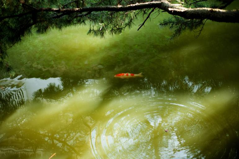 JoeChanTaiwan's tweet photo. Sen no Rikyu’s eyes by Joe Chan
Size: 12.1 H x18.2 W x0.1 in
You can buy it
https://t.co/5FCIVfEStU

#art #artwork #green #water #japan #view https://t.co/krnBaMqDhx