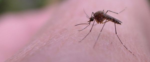 lifecycling_org's tweet photo. This Beauty Basic Will Stop Mosquito Bites From Itching (POPSUGAR) https://t.co/ClaZlZbA0F https://t.co/NVHlsPheO2