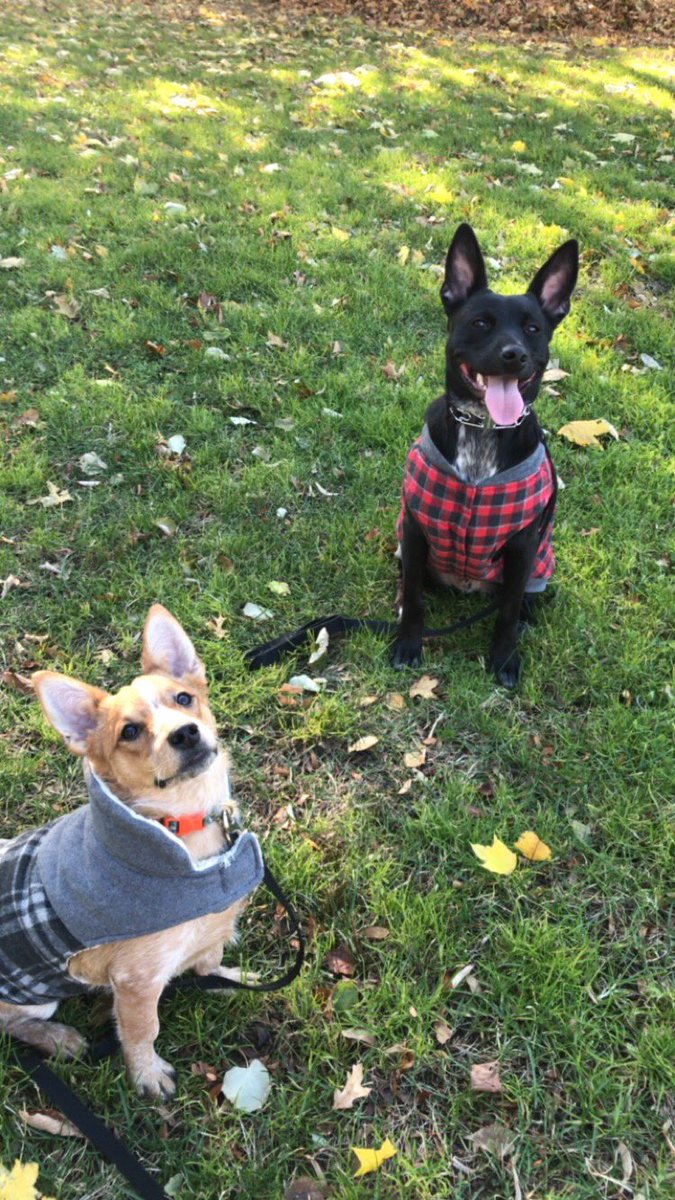 CluasaMora's tweet photo. Happy #tongueouttuesday ! https://t.co/5Xqnfy04HL