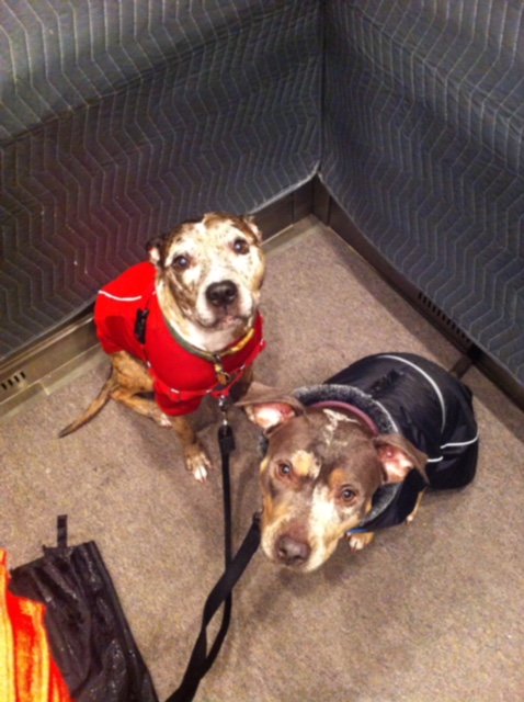 DGSPetProducts's tweet photo. Doggies of the Day! Tembo and Laika in their Aspen jackets!
.
.
.
#cutedogs #cutedog #dogphotography #dogtraining #dogtrainer #dogwalker #dogwalking #perro #perros #dogoftheday #doglover #dogvers #puppies https://t.co/VQM1VQcmTX
