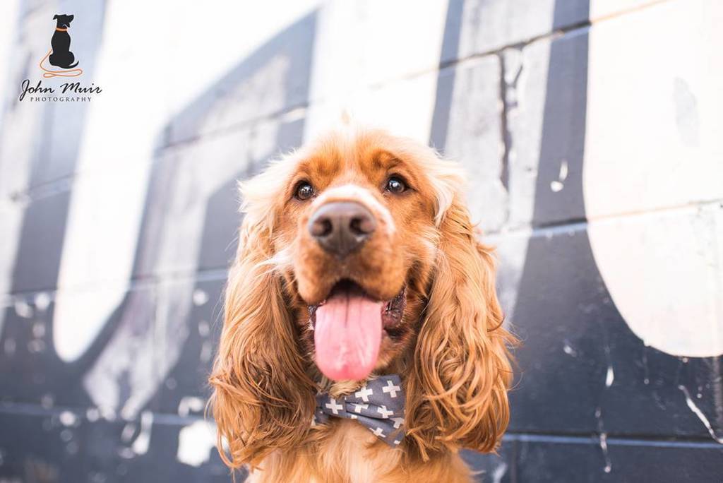 J0HN__'s tweet photo. 🐕😎 .

It's definitely time for some more @murphy.spaniel love! .

Seriously, how photogenic is this guy! .  #cockerspaniel #cocker #cockerlove #cockergram #cockerpuppy #CockerSpaniel_feature #cockerspanielworld #cockerspaniel_world #dogsarefamily #graffitiwall … https://t.co/kxtqXIhc13