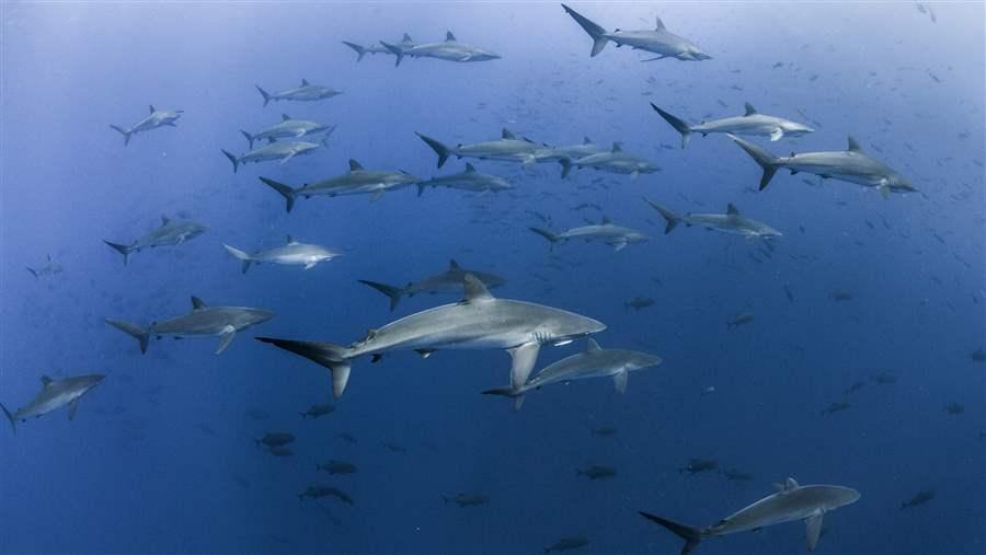 AlianzaKananKay's tweet photo. It’s official! The Revillagigedo Archipielago National Park becomes the largest Non-Fishing Área in North America.

https://t.co/Vz6l7VTdf0 https://t.co/wCEQr8vVCt