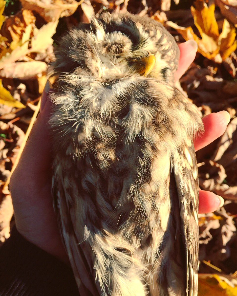 nancyghisla's tweet photo. π¦πLa piccola Baβal ππ
Una delle civette trovate morte per cause ancora da accertare... π₯
#civetta #death #autumn #owl #love #deadowl #jilt #autumncolors https://t.co/fHIlFTm7PY