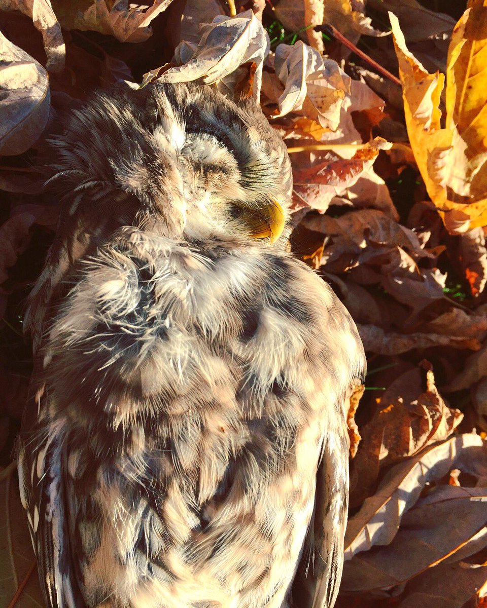 nancyghisla's tweet photo. π¦πLa piccola Baβal ππ
Una delle civette trovate morte per cause ancora da accertare... π₯
#civetta #death #autumn #owl #love #deadowl #jilt #autumncolors https://t.co/fHIlFTm7PY