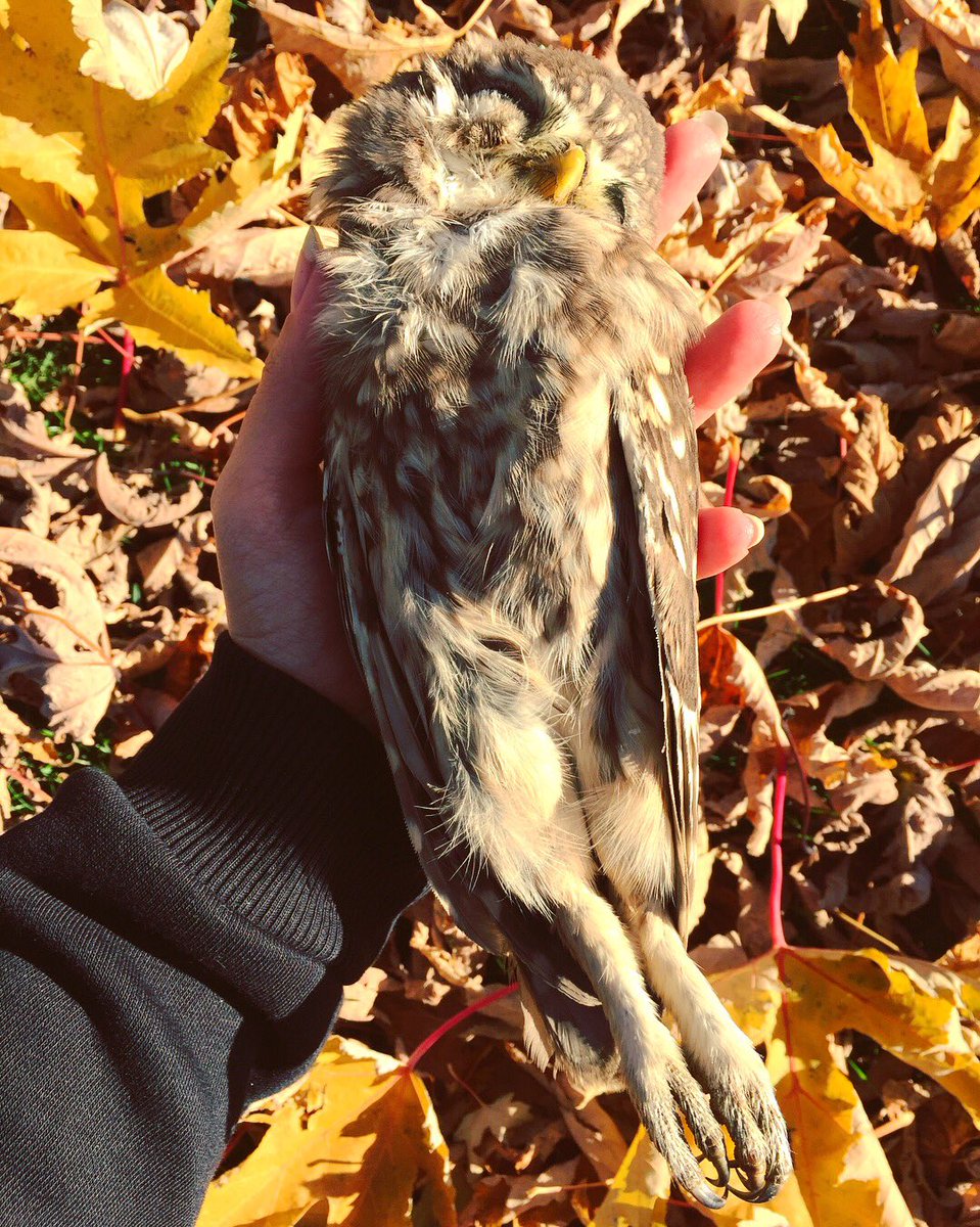nancyghisla's tweet photo. π¦πLa piccola Baβal ππ
Una delle civette trovate morte per cause ancora da accertare... π₯
#civetta #death #autumn #owl #love #deadowl #jilt #autumncolors https://t.co/fHIlFTm7PY