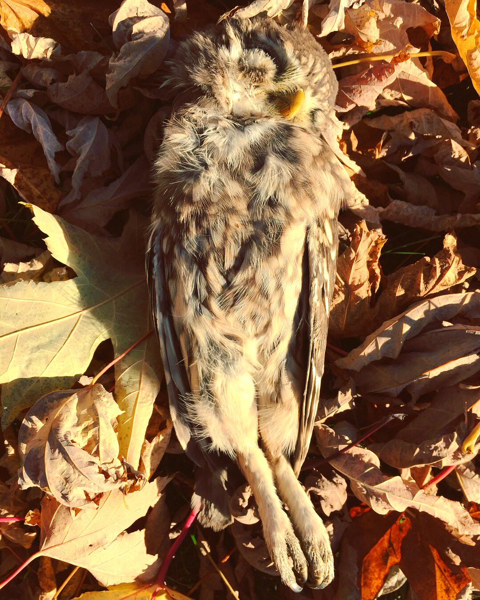 nancyghisla's tweet photo. π¦πLa piccola Baβal ππ
Una delle civette trovate morte per cause ancora da accertare... π₯
#civetta #death #autumn #owl #love #deadowl #jilt #autumncolors https://t.co/fHIlFTm7PY