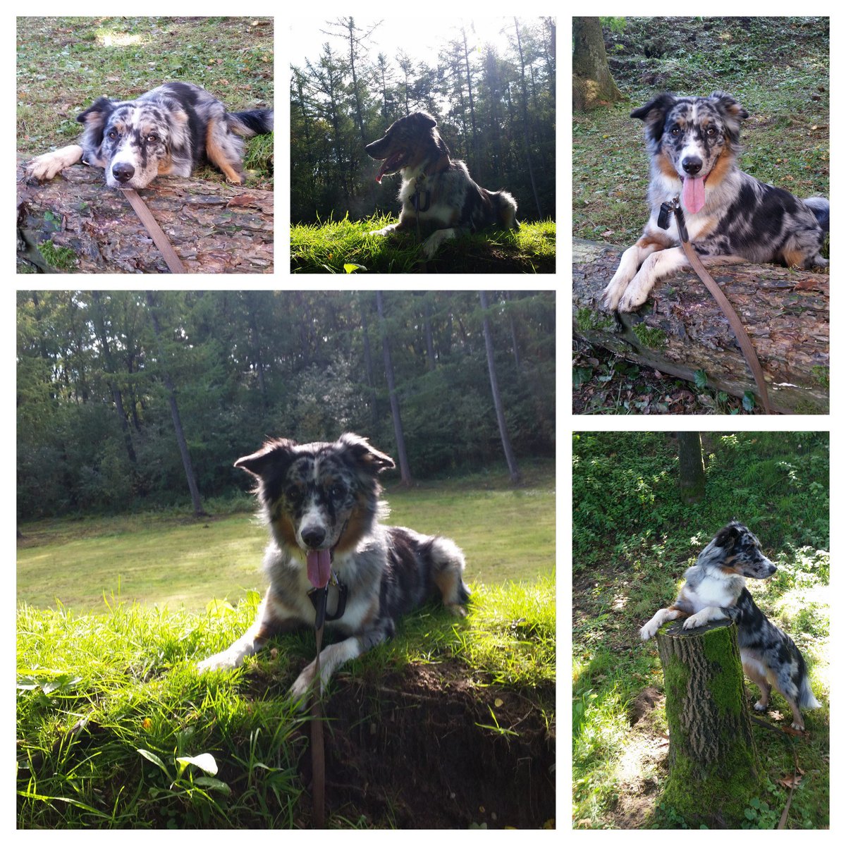 nathaliedziwok's tweet photo. aktuell auf dem #naturheilzentrum #bottrop blog: frisch #gebloggt - wissen #nabomade. shinrin yoku und warum #waldbaden gesund ist. der #wald tut gut, so funkktioniert #gesundheitsförderung ganz natürlich für MENSCH &amp; tier...
https://t.co/eoYkfesEn8 https://t.co/0eRBLQ5AnU
