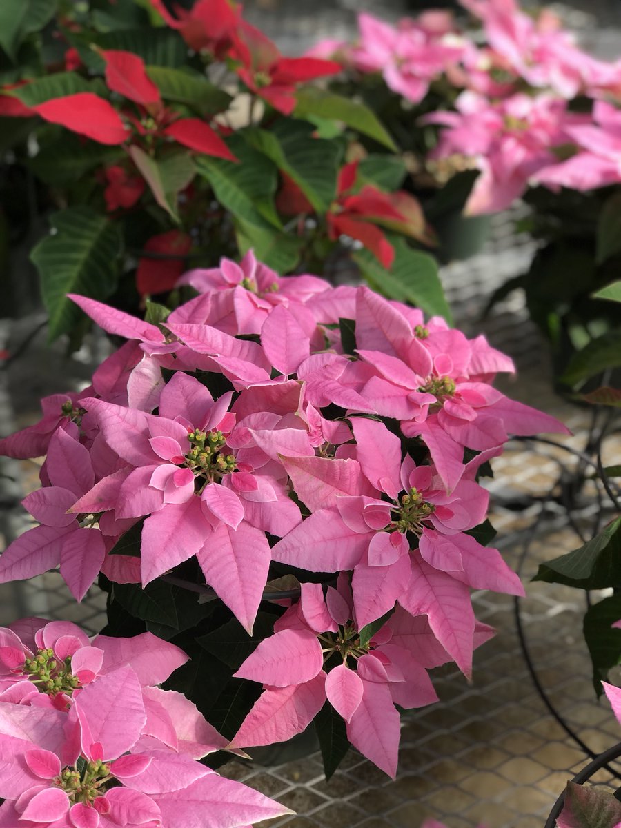 Akins FFA tweet media