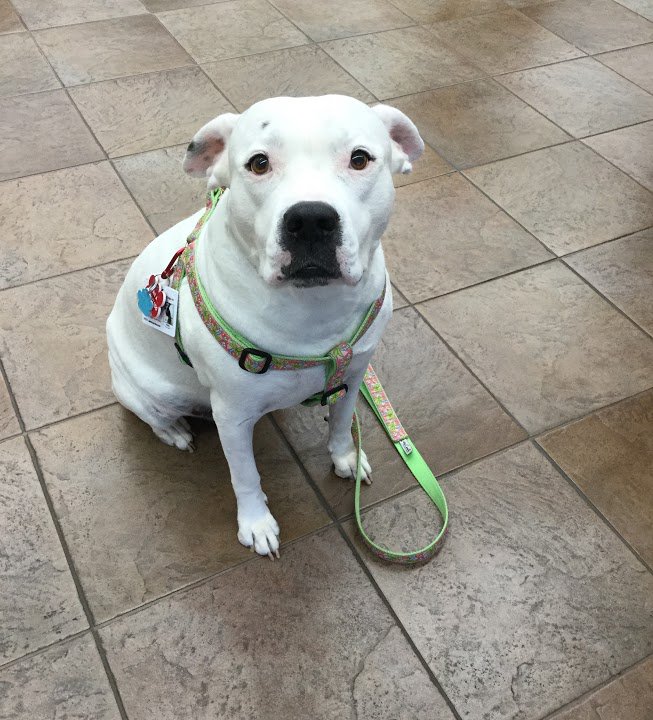animals_of_SFl's tweet photo. #helpingpaws ---D.H; grade 6 https://t.co/SJ4Q4zBBY4