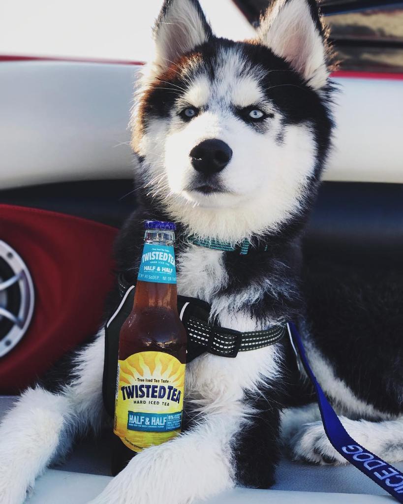 TwistedTea's tweet image. A very, very good dog. #TwistedTuesday #BeALittleTwisted (📸: Koda)