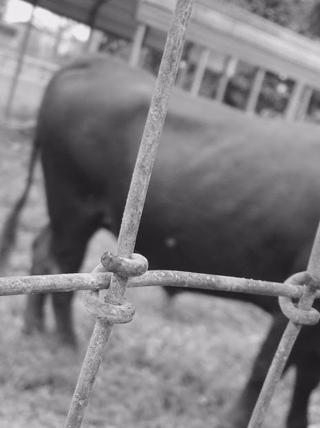 animals_of_SFl's tweet photo. #flipthefocus ---G.M; grade 6 https://t.co/3o4Fmu7Qf9