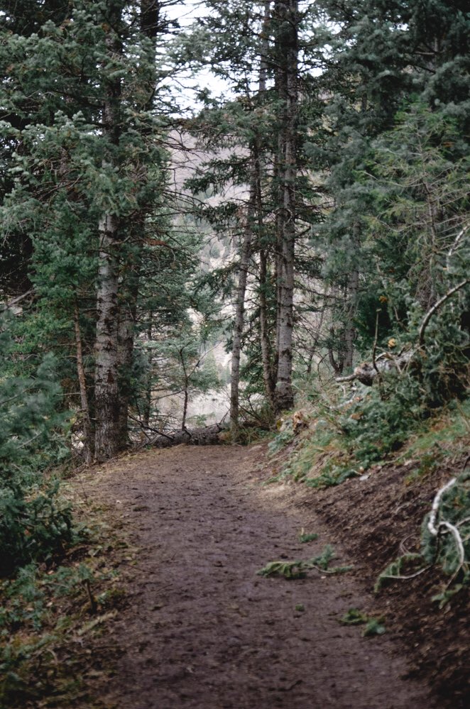 caela_west's tweet photo. fav if you love the forest and millennium pink like i do https://t.co/2HXg2jqt8n