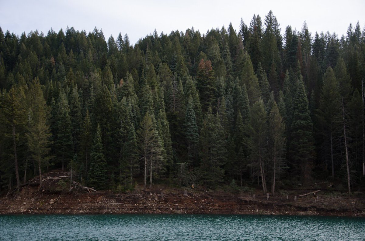 caela_west's tweet photo. fav if you love the forest and millennium pink like i do https://t.co/2HXg2jqt8n