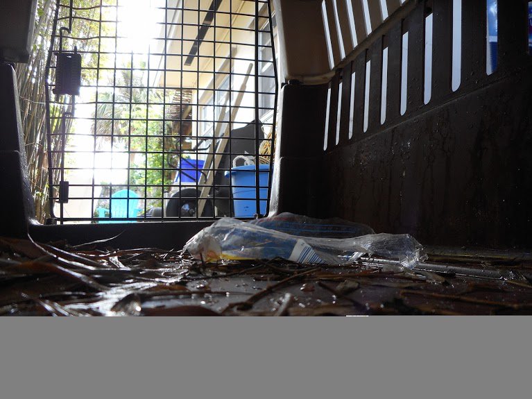 animals_of_SFl's tweet photo. #cagefree ---J.M; grade 6 https://t.co/x8xcaVoCJm