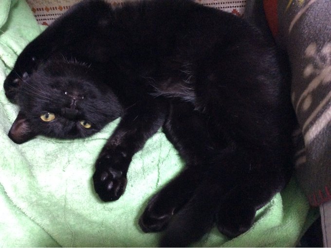 声を大にして言いたいのtwitterイラスト検索結果