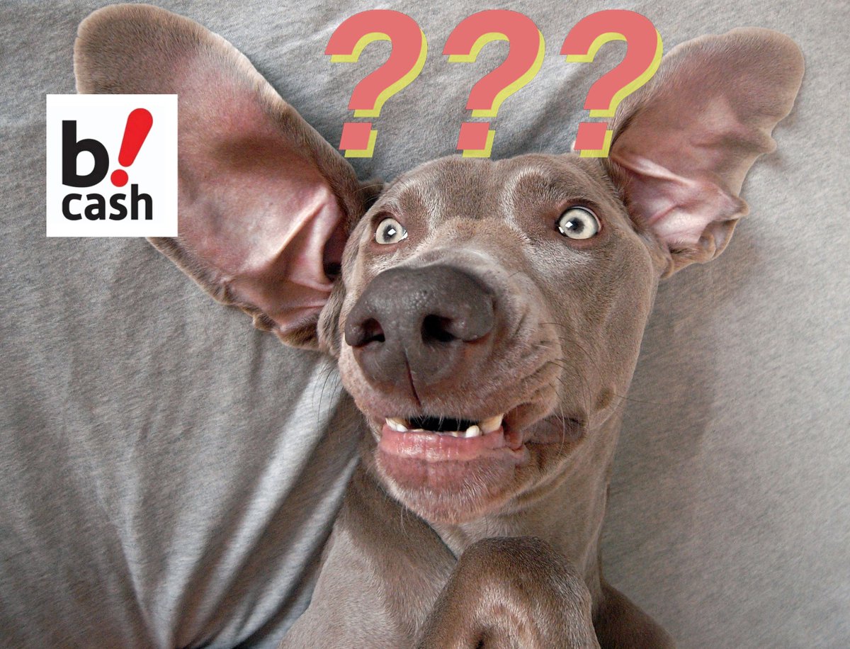 TeenHedgehog's tweet photo. @CryptoHustle @shibaganda Here is the picture of my #doge finding out about #BCash...
#DogeSquad #Bitcoin #Bch #Btc https://t.co/aslyISWvVe