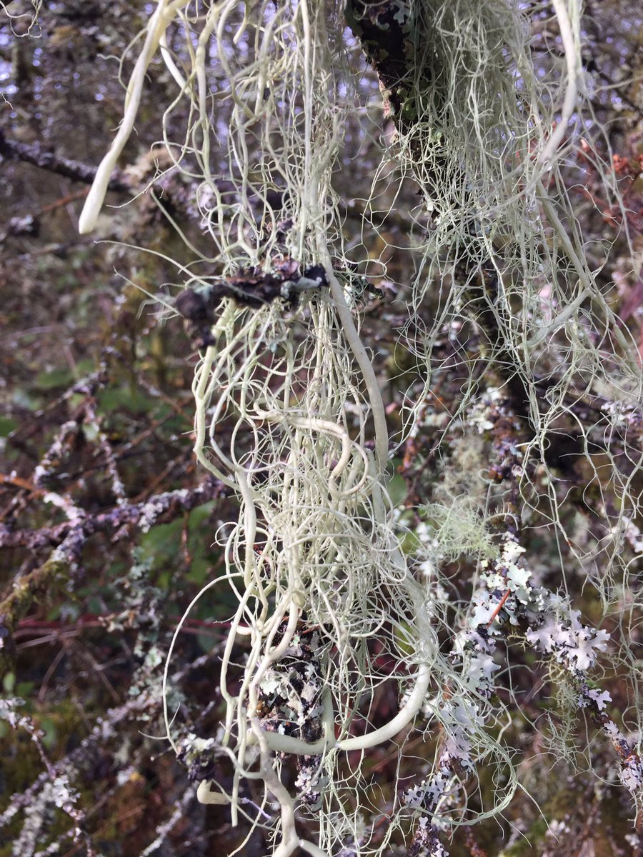 Amazing 'String-of-Sausage' lichen (Usnea articulata), covering this Larch tree #LookingVeryChristmassy