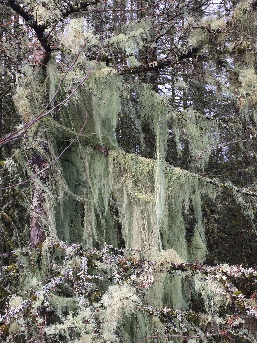 PhoebeW94's tweet photo. Amazing 'String-of-Sausage' lichen (Usnea articulata), covering this Larch tree #LookingVeryChristmassy https://t.co/RJoURE7WTu