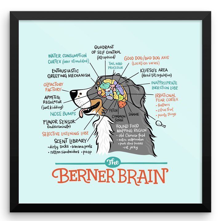 beatrixandmidge's tweet photo. Beatrix found a single kibble stuck in the handle of a Rubbermaid tub at my mom’s house when she was a puppy. Checks it every time. #justincase #abernerneverforgets #whenfoodisinvolved #bernerbrain
.
Prints available in our shop, framed or unframed! Link… https://t.co/fb7XUf8MM4 https://t.co/voSPPPBimO