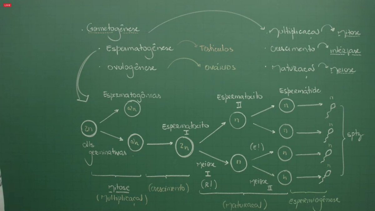 SeguraOPrint's tweet photo. Específicas: gametogênese e embriologia - Parte 1 https://t.co/UpCvFOgCKN