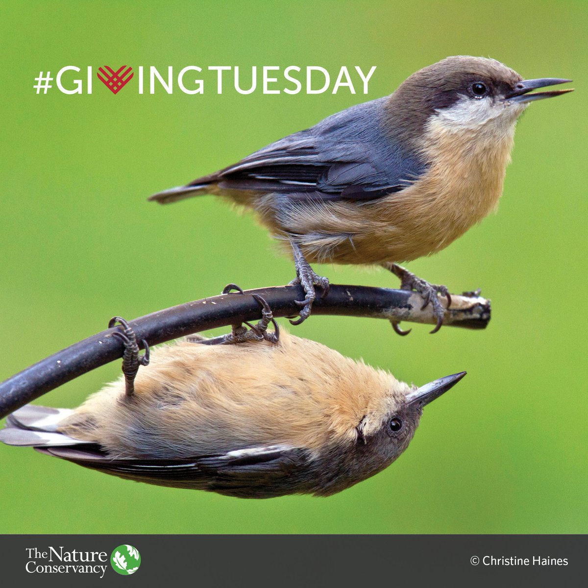 nature_org's tweet photo. Be part of a global movement to save nature. Donate by midnight tonight and every dollar you give –up to $125,000–will have double the power to protect our lands and waters. Be the change you wish to see! https://t.co/paShLQbtU6 #GivingTuesday https://t.co/7S2h2tv48o