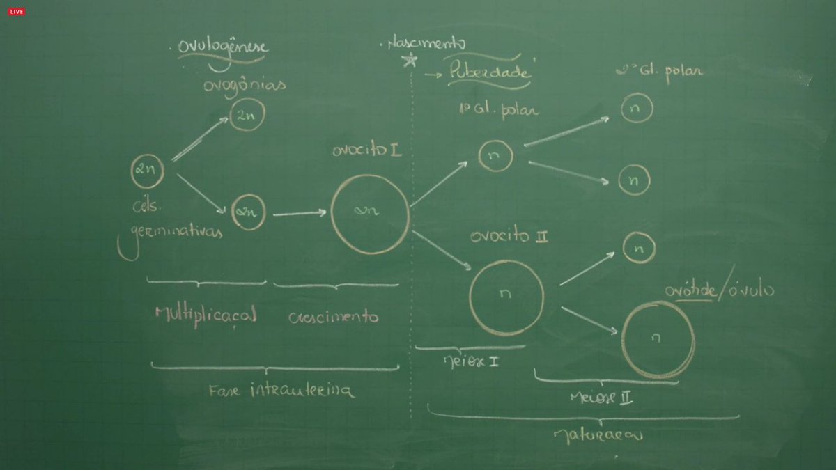 SeguraOPrint's tweet photo. Específicas: gametogênese e embriologia - Parte 2 https://t.co/gTOU6FXOAx