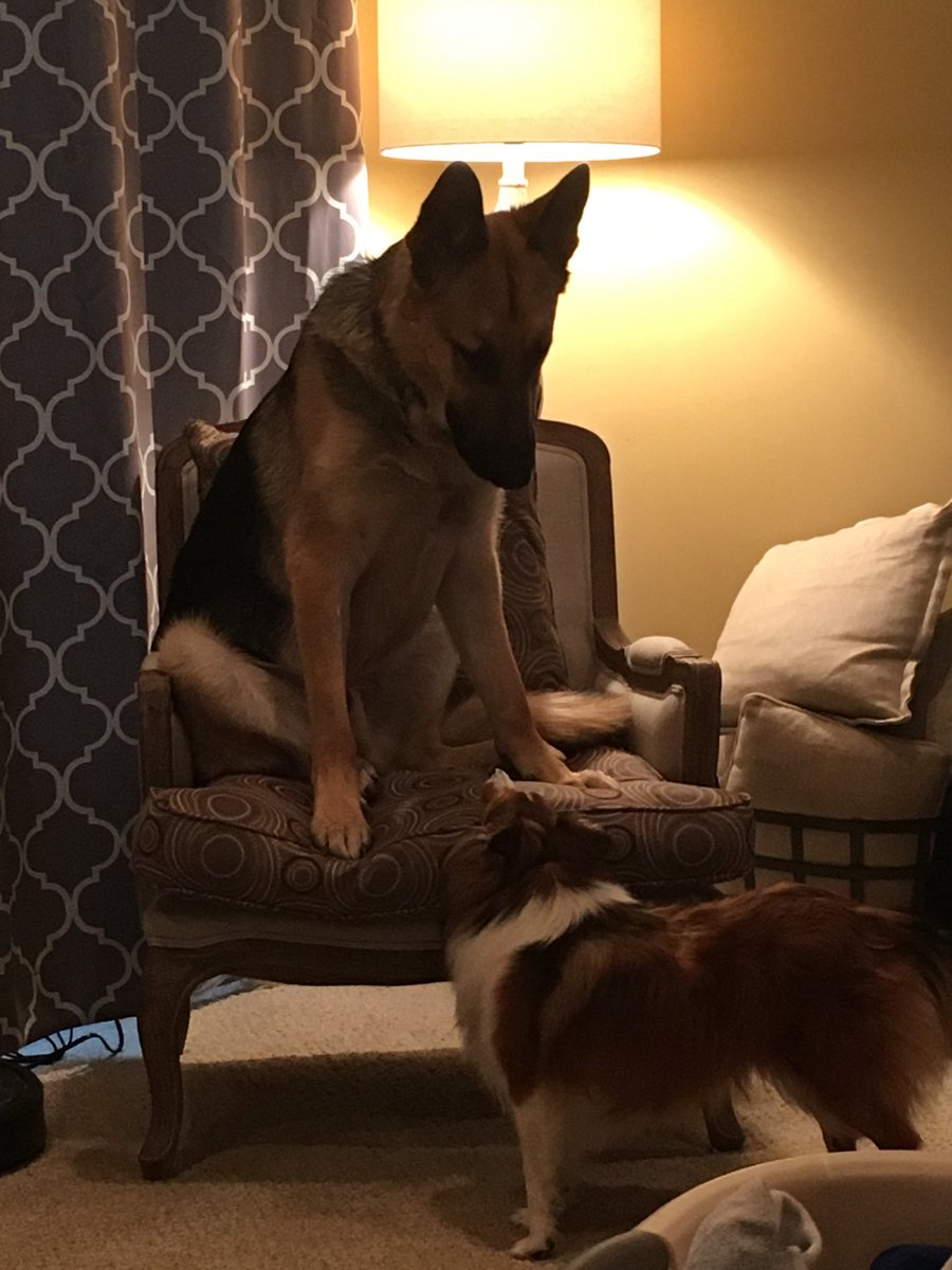 RileyJosie1's tweet photo. Get off my chair #BigDog #LittleChair #sheltie #GSD #doglife @ClarityJason https://t.co/uIFh2H8U5g