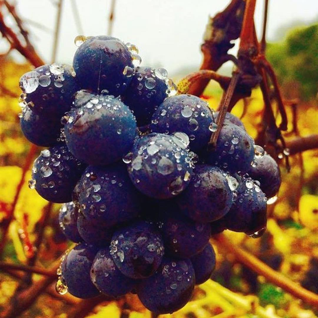 CognacOne's tweet photo. 🔸Spotted at Domaine de Chatenoy: A lonely bunch of grapes made it through the end of November! 🍇🍂 
・・・
📷 #Repost from @XavierFlouret 
#falldiscovery #pinotnoir #MenetouSalon #vineyardlife #DomainedeChatenoy https://t.co/qoFalHGv9J