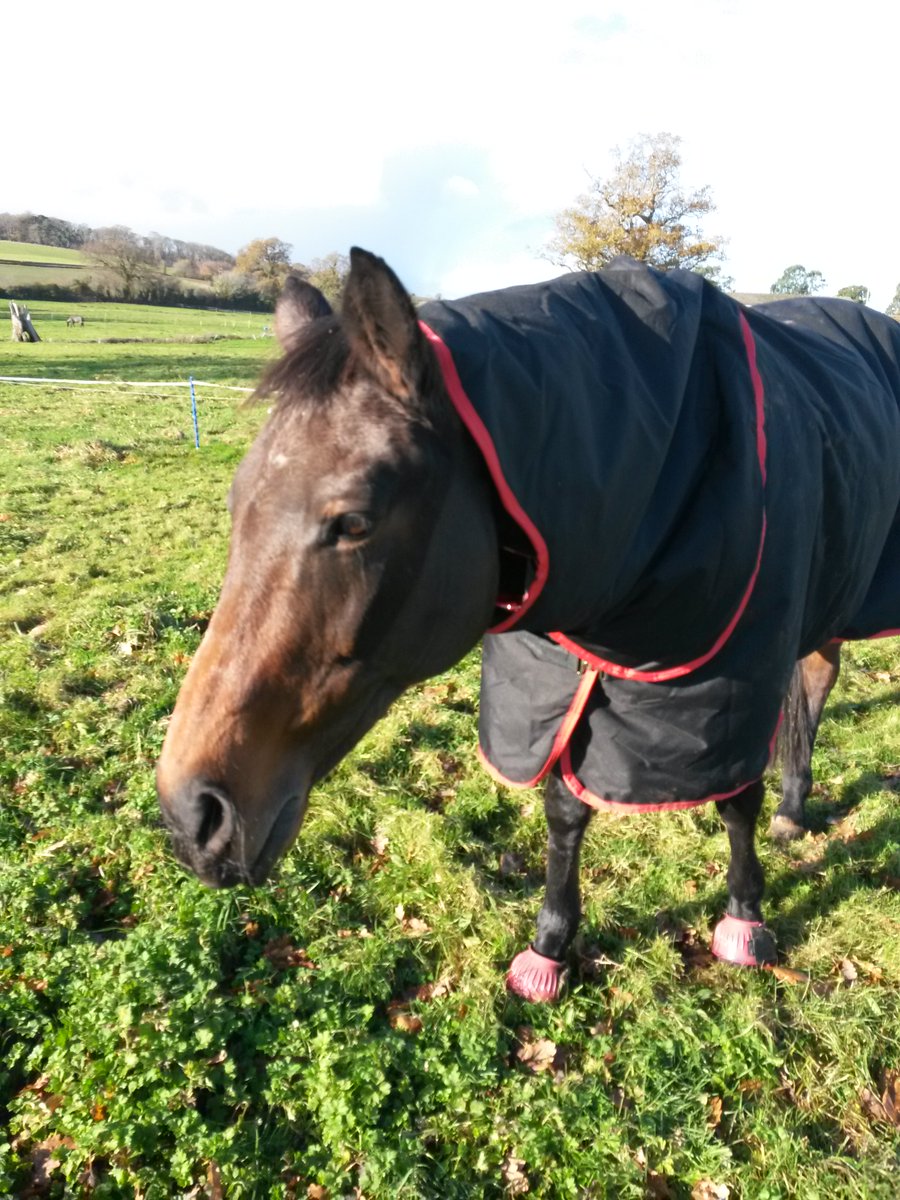 MAstableboy's tweet photo. Can horses join the clergy?
@RevRichardColes @JustinWelby
#cassocks https://t.co/XqE4TUGiI6
