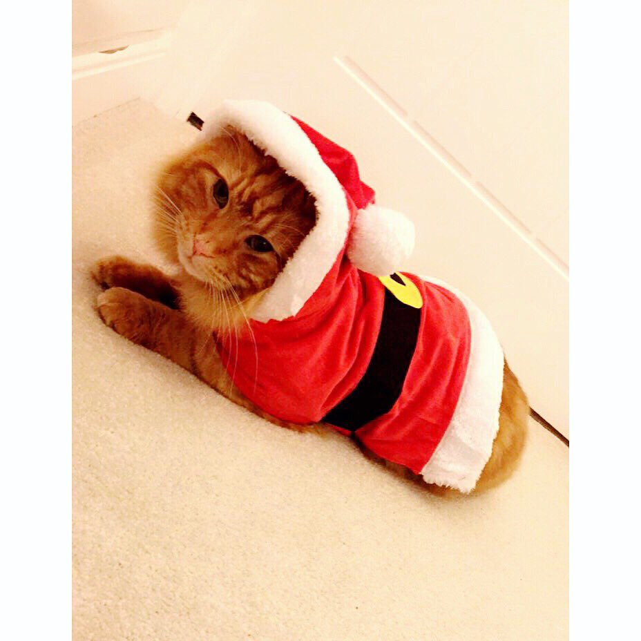 Beckiewhibley's tweet photo. My cats new Christmas coat 😻🎄 #ithatesme https://t.co/uhxb2C3BuR