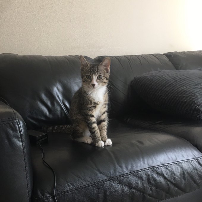 I thank @NKLA everyday for helping me find my best friend 💕 https://t.co/51GMay1bOp<a class="tags" target="_blank" title="On Twitter" href="/?out=eyJ0eXAiOiJKV1QiLCJhbGciOiJIUzUxMiJ9.eyJpYXQiOjE3MjE3NzcyNDgsImlzcyI6InR3cG9ybnN0YXJzLmNvbSIsIm5iZiI6MTcyMTc3NzI0OCwiZXhwIjoxNzUzMzEzMjQ4LCJyZWRpcmVjdF91cmwiOiJodHRwczovL3R3aXR0ZXIuY29tL05LTEEifQ.Lgv2BPXcMQmTLLRNTRzr46oSIki8-94WG9pmaBBGIsdzp_8A4t-fIYlMPhattSM5wMKwDMIu9KGIr7fwXbFvJw">&#64;NKLA</a><a href="/tag/kittens"class="tags"><span>&#35;kittens</span></a>