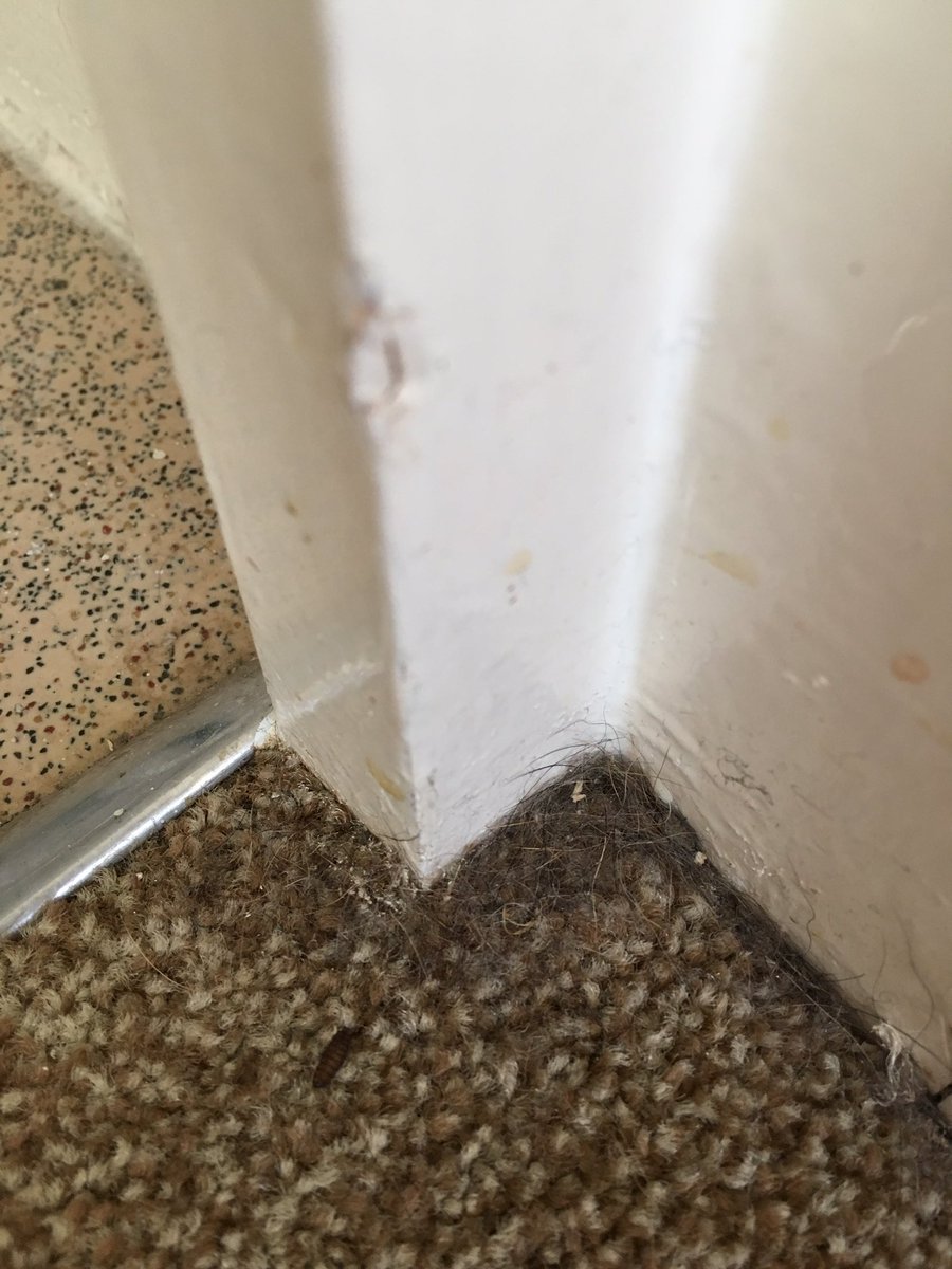 GemmaRuan's tweet photo. @StuartJonesCA please see attached photos of the quarter I moved in to. I have been asking for someone to come and inspect the house for 14 days and getting nowhere!!! The entire house is plastered in dog hair and smells!!! https://t.co/R0rMugnpzB