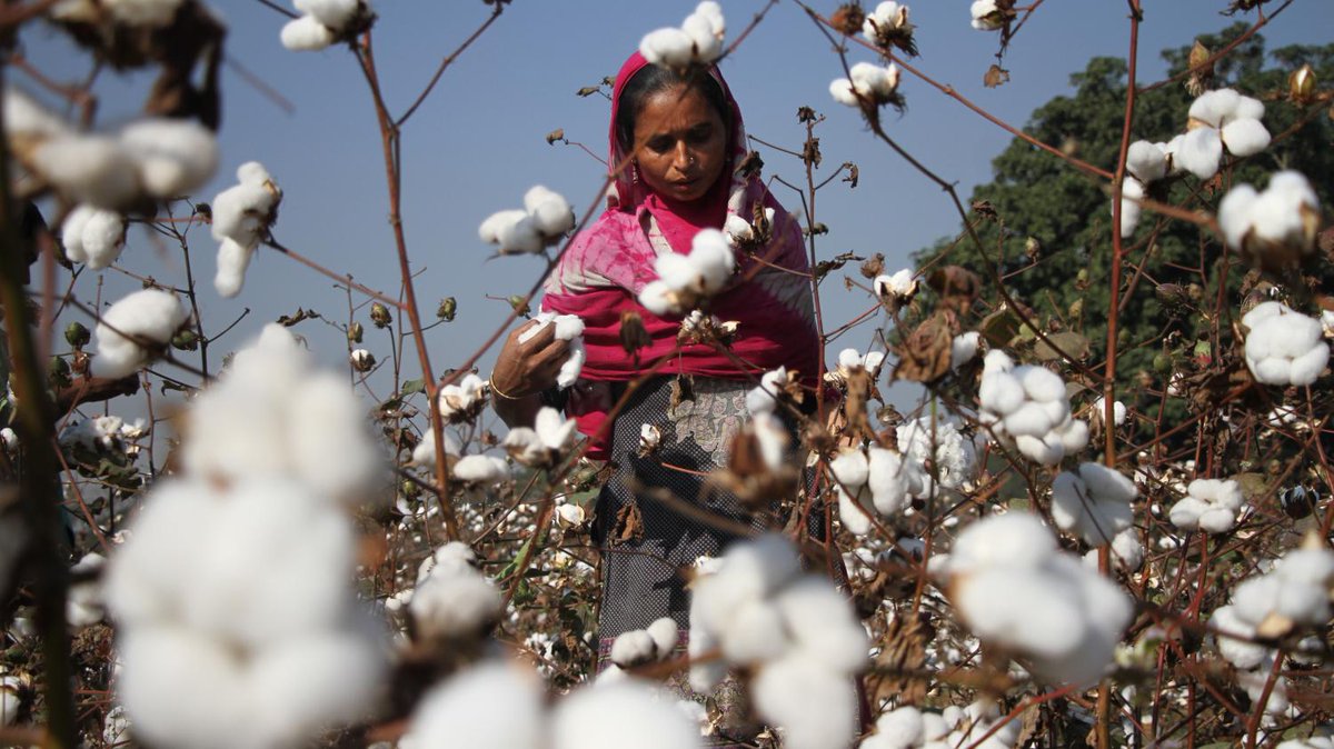 cashinvestigati's tweet image. #CashInvestigation "Coton : l'envers de nos tee-shirts" c'est ce soir à 20h55 sur  @France2tv 

 Et pour suivre l'émission en direct c'est ici⬇️
francetvinfo.fr/replay-magazin…