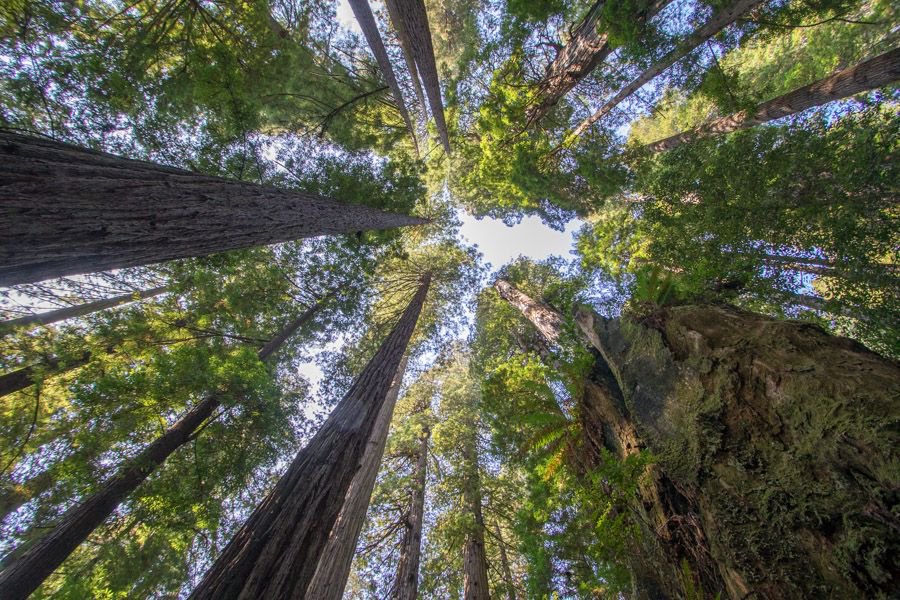 ottsworld's tweet photo. A2: Put me anywhere surrounded by Redwoods and I”m in my happy place! I loved the hikes in @RedwoodNPS and Founders Grove. Those trees are so quiet and majestic, you feel like you've been swallowed by Mother Nature. #TwitterChat #CaliforniaWILD https://t.co/JTJMHlLYLW