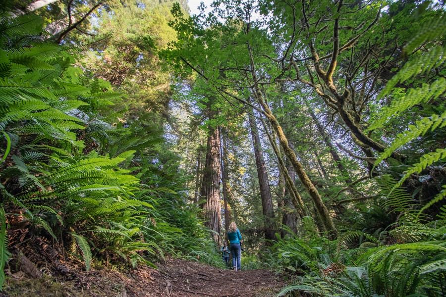 ottsworld's tweet photo. A2: Put me anywhere surrounded by Redwoods and I”m in my happy place! I loved the hikes in @RedwoodNPS and Founders Grove. Those trees are so quiet and majestic, you feel like you've been swallowed by Mother Nature. #TwitterChat #CaliforniaWILD https://t.co/JTJMHlLYLW