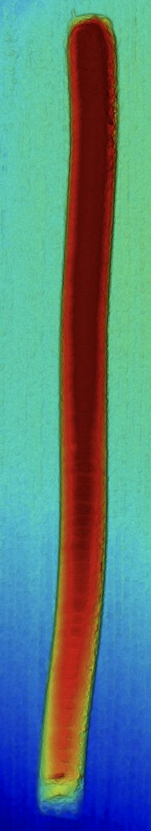 jeremywjones's tweet photo. Playing around with something different for @DroneDeploy #mapsgiving. Calculating corn storage. https://t.co/GIMB8UTFvw https://t.co/bL0NWl48HW