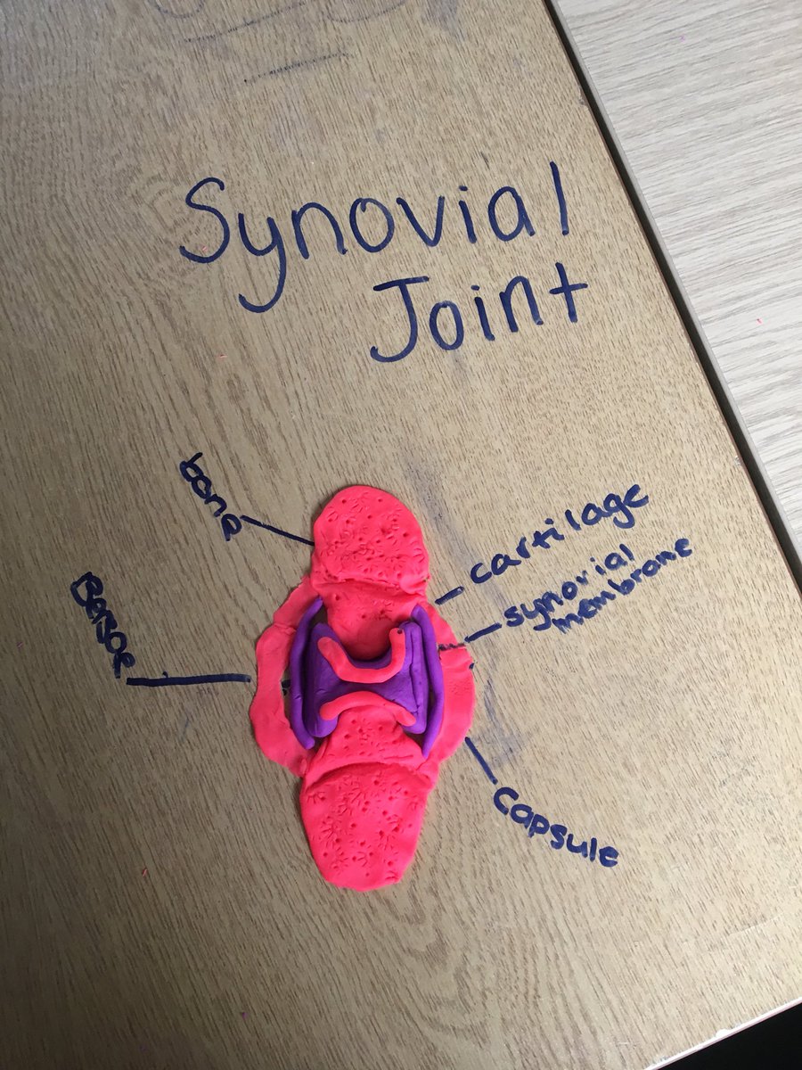 CatherineStow's tweet photo. Fun in GCSE PE creating the synovial joint from play-dough #anatomy #joints @PEgeeks https://t.co/WwJV88V5oz