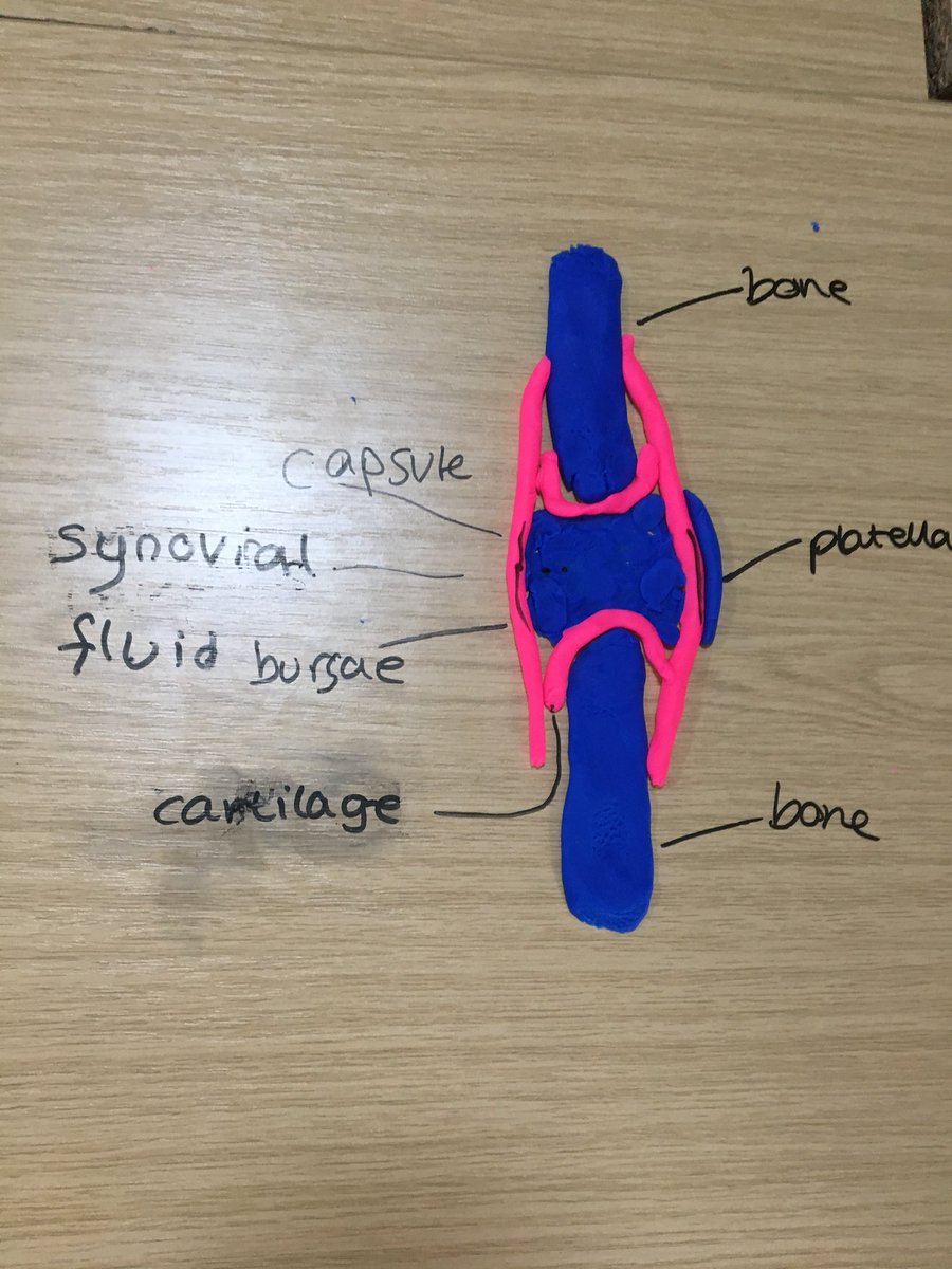 CatherineStow's tweet photo. Fun in GCSE PE creating the synovial joint from play-dough #anatomy #joints @PEgeeks https://t.co/WwJV88V5oz