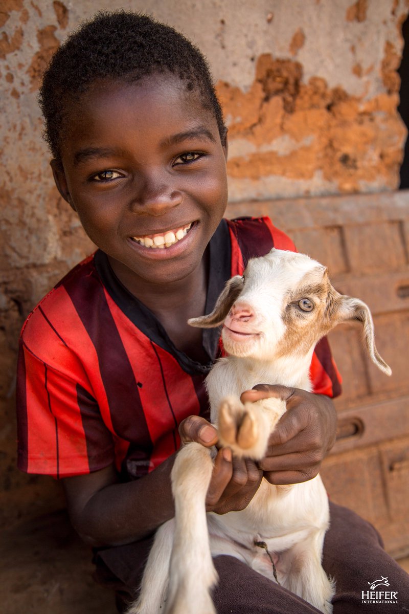 heiferinny's tweet photo. Happy #GivingTuesday, or what hunger organizations like @Heifer like to call #GivingFOODSday. Your support will not not just feed families around the world, but empower them to turn hunger and poverty into hope and prosperity! #WeGiveHeifer

https://t.co/u6mCLaxUla https://t.co/kz9svAVKee