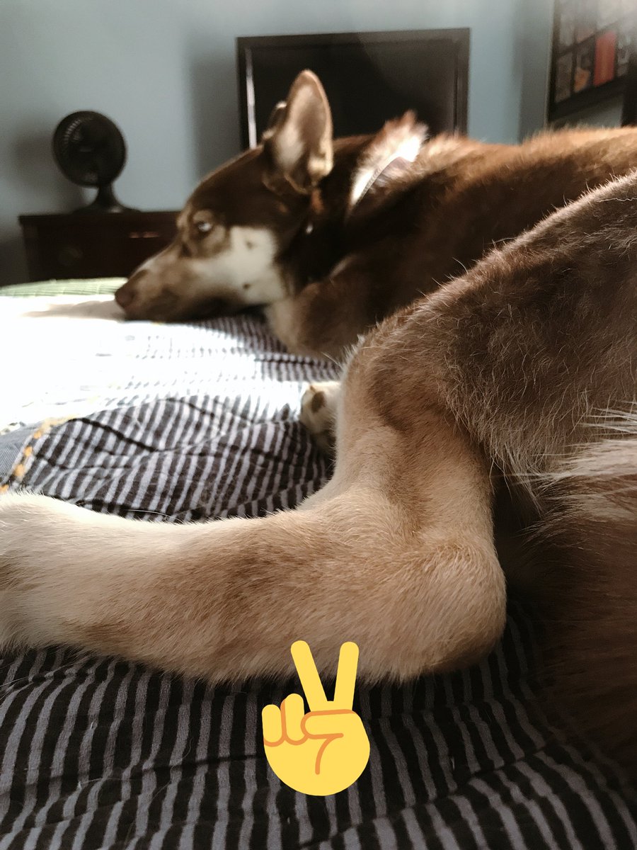 KodakPuppers's tweet photo. bing alone gives me tim to think on the problems with our existence. wuf #thinkingaboutthinking https://t.co/39w059V8gp