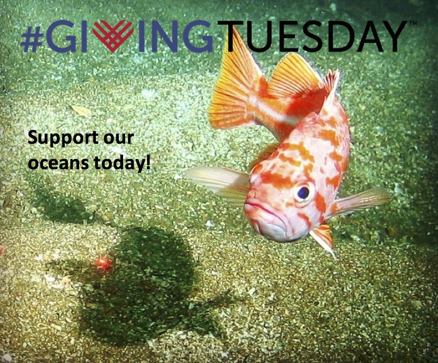 MAREgroup's tweet photo. Make it a MARE day! #GivingTuesday #supportouroceans #dontforgetthefish #oceanlove https://t.co/LZRdAMFVLD https://t.co/PD4JT0IPHC